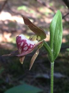 10469683_726996154006330_1937357034595050658_n