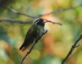 4423456787_0cb2f7e24c_b (1)