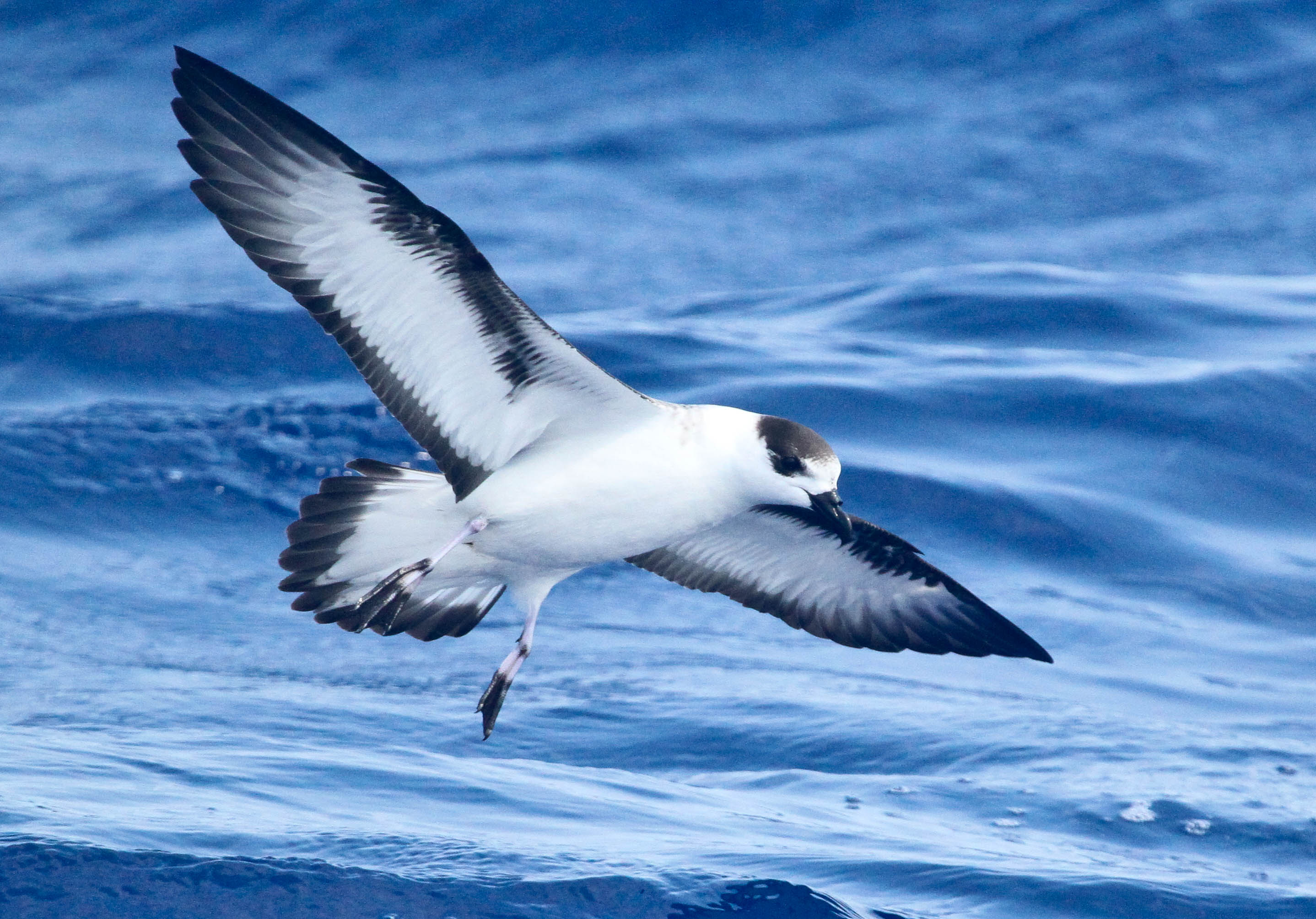 Black-cappedPetrel
