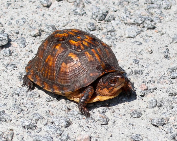 EasternBoxTurtle