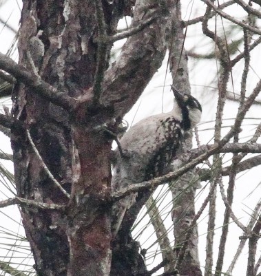 Red-cockadedWoodpecker