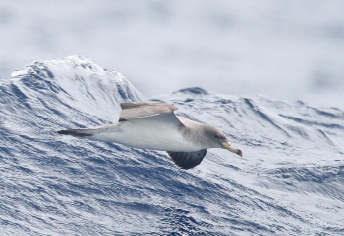 Scopoli'sShearwater