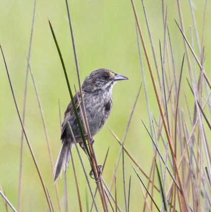 SeasideSparrow
