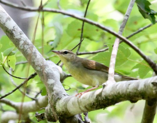 Swainson'sWarbler