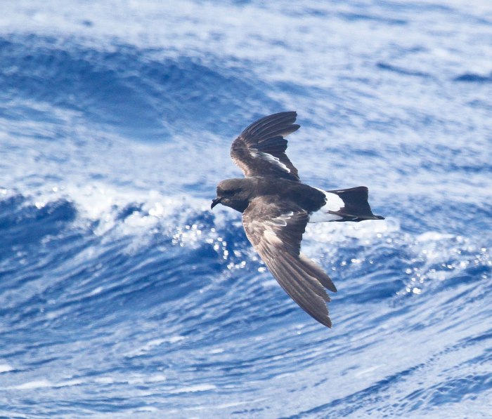 Wilson'sStorm-Petrel